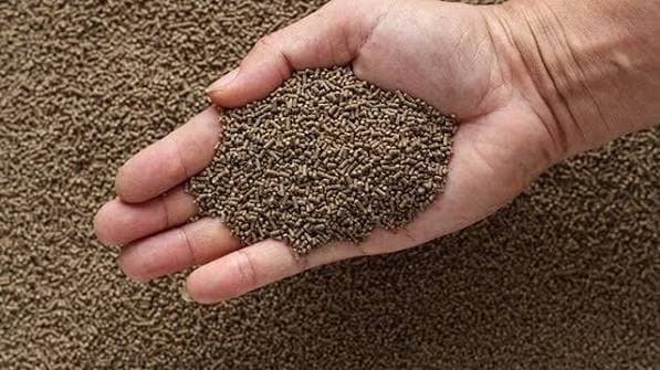 Fish Meal